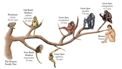 Primates Why Do We Care Luminism
