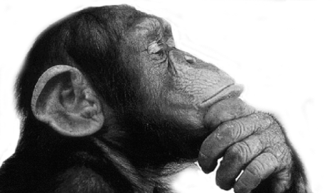 Critical essay primates